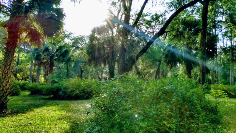Peggy O'Neill Basham Nature Park - Williston, FL