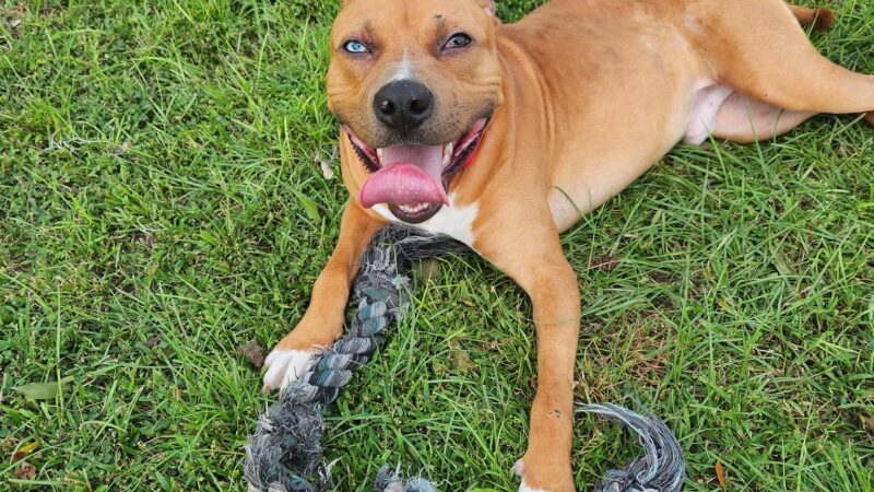 Williston Animal Group - Williston, FL