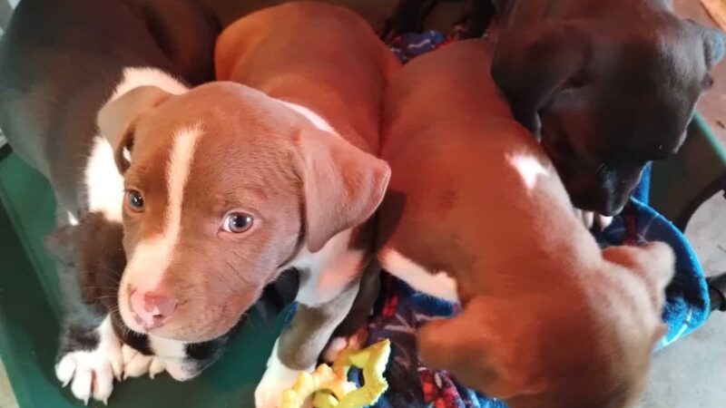 Williston Animal Group - Williston, FL