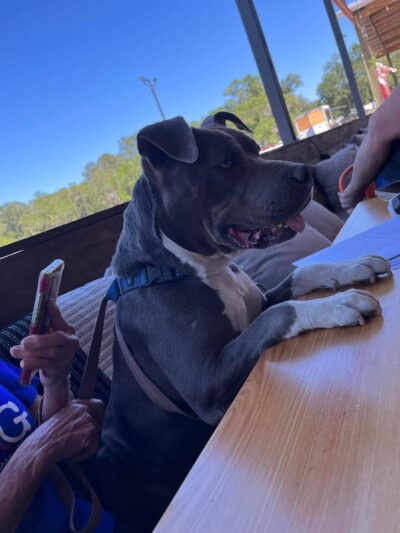 Williston Animal Group - Williston, FL