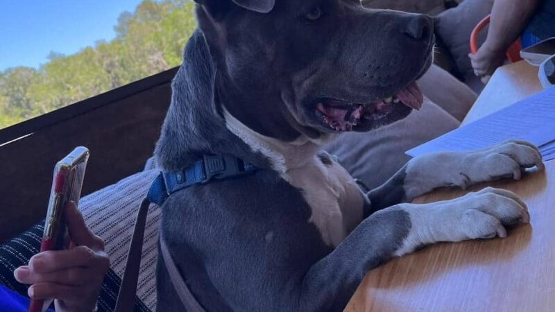 Williston Animal Group - Williston, FL