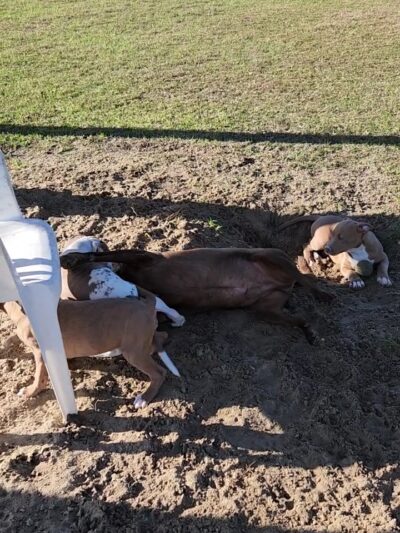 Williston Animal Group - Williston, FL