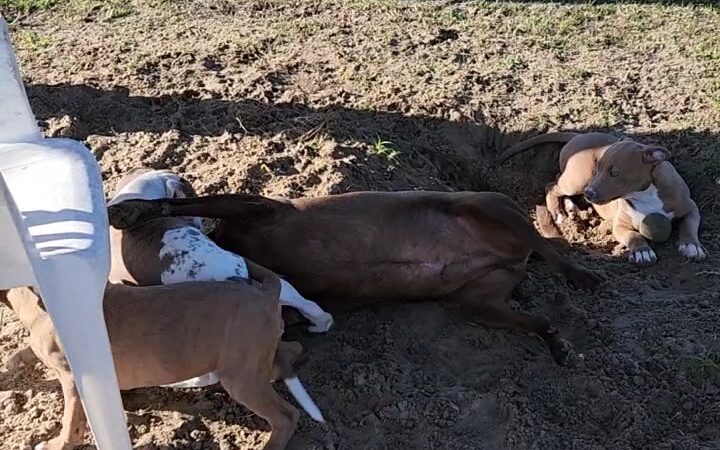 Williston Animal Group - Williston, FL