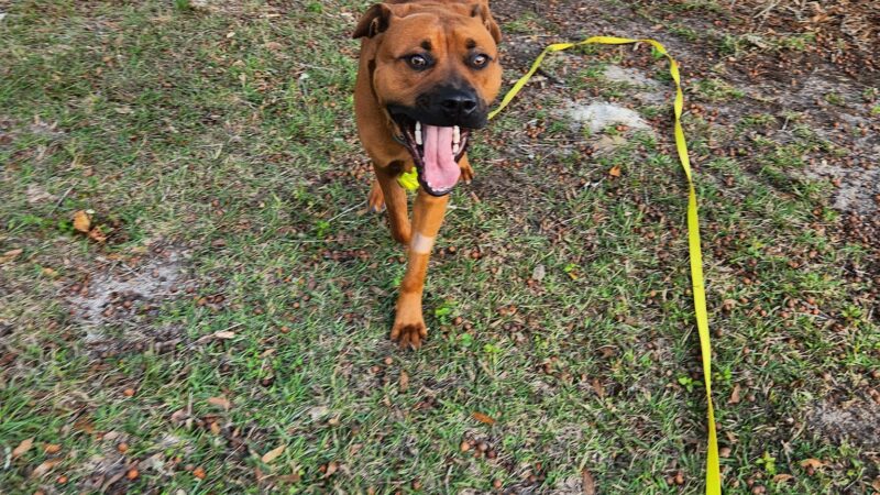 Williston Animal Group - Williston, FL