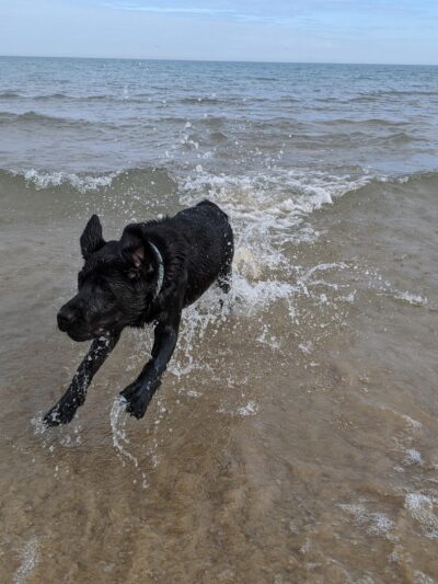 Gillson Park Dog Beach - Wilmette, IL