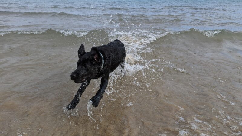 Gillson Park Dog Beach - Wilmette, IL