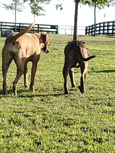 Mackenzie Sayre Dog Park - Wilmore, KY
