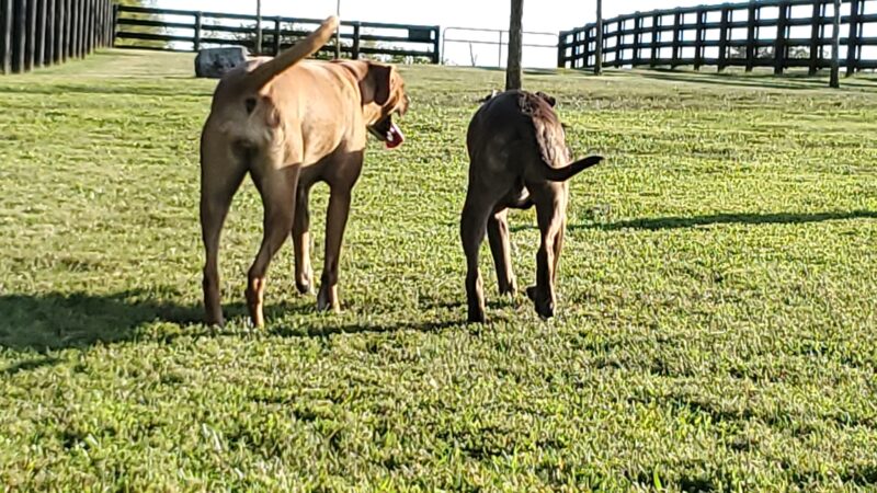 Mackenzie Sayre Dog Park - Wilmore, KY