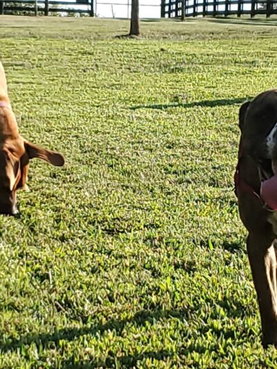 Mackenzie Sayre Dog Park - Wilmore, KY
