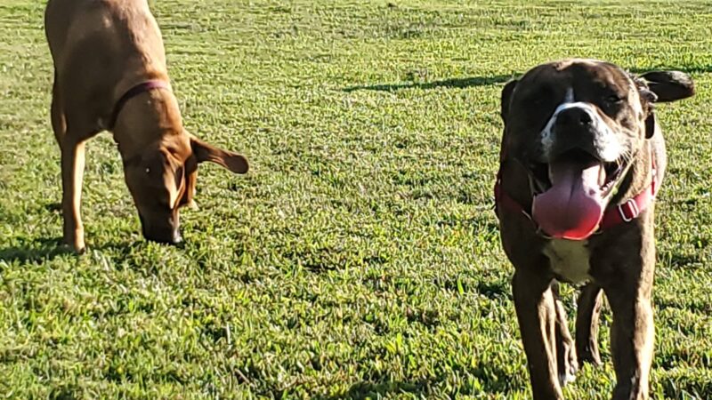 Mackenzie Sayre Dog Park - Wilmore, KY