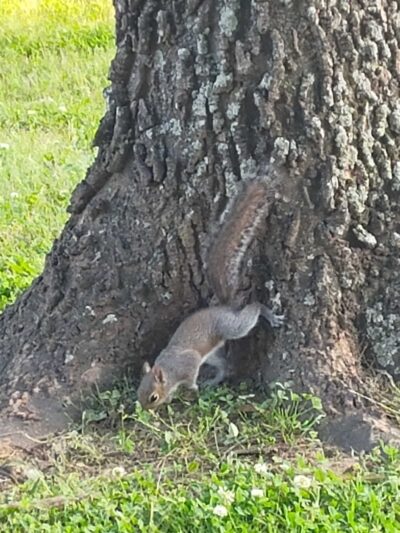 Oak Meadow Park - Wilsonville, AL