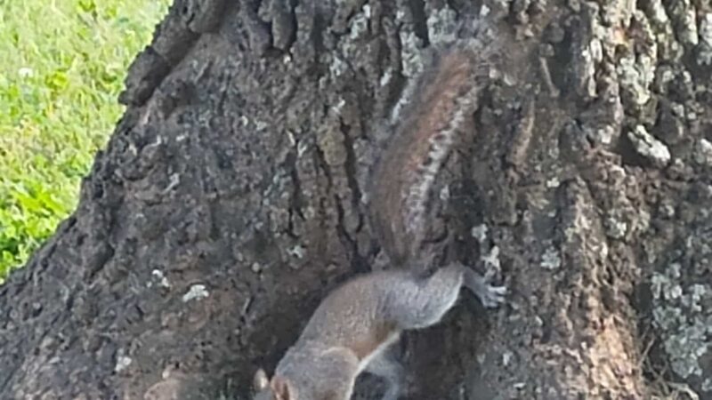 Oak Meadow Park - Wilsonville, AL