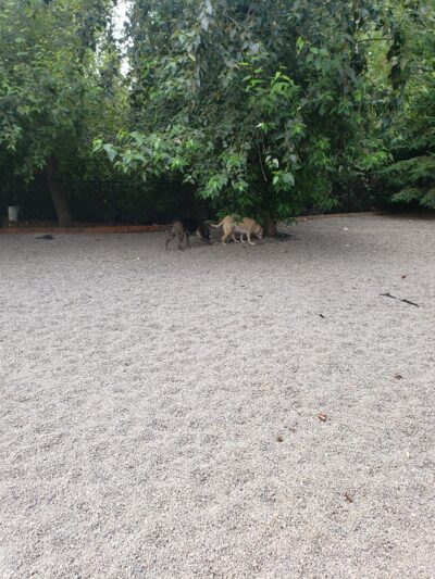 Ash meadows (fenced) dog park - Wilsonville, OR