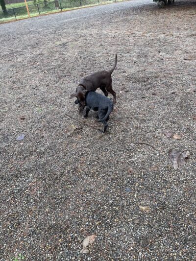 Ash meadows (fenced) dog park - Wilsonville, OR