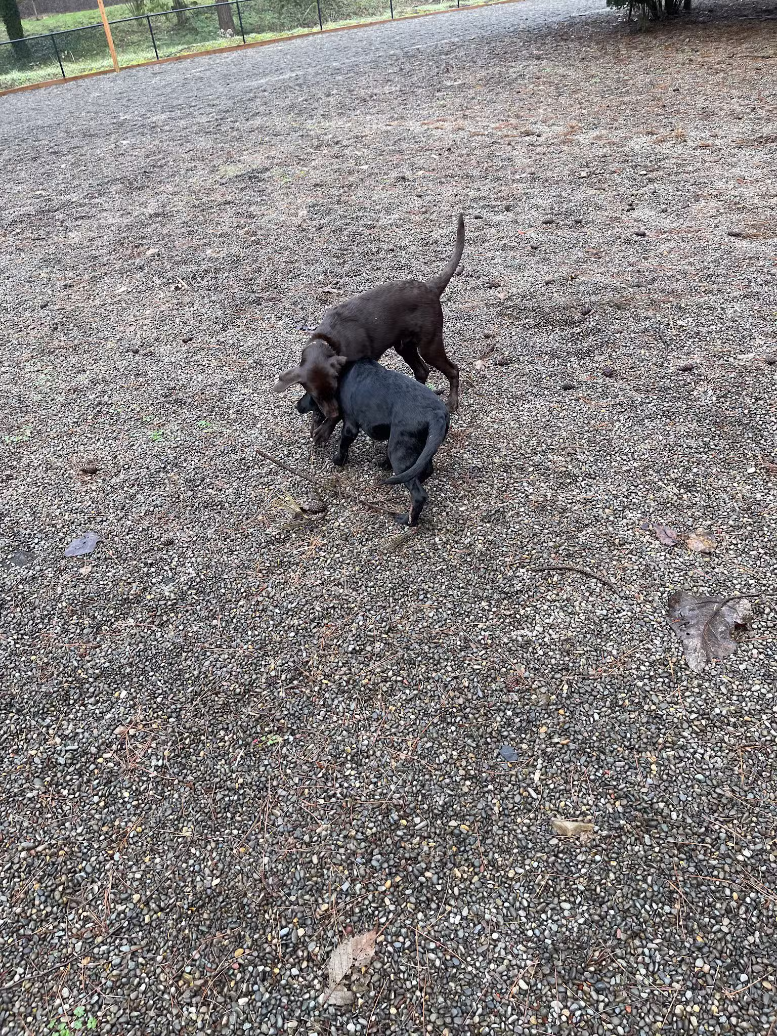 Ash meadows (fenced) dog park - Wilsonville, OR
