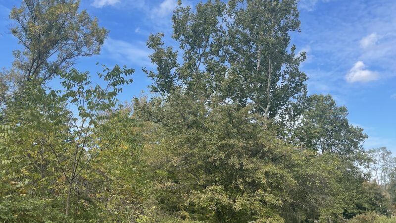 Schenck's Island - Wilton, CT