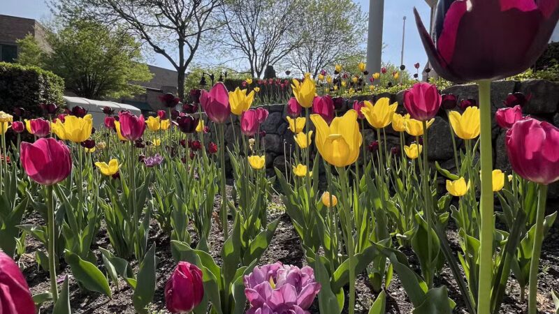 Wilton River Park - Wilton, CT