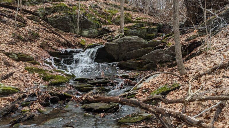 Wilton Town Forest - Wilton, CT