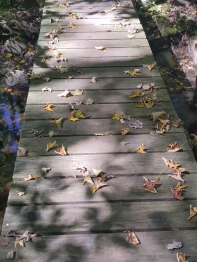Wilton Town Forest - Wilton, CT