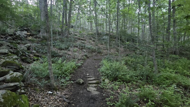 Wilton Town Forest - Wilton, CT