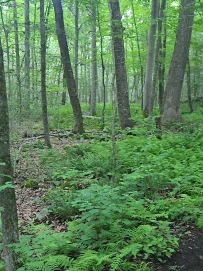 Wilton Town Forest - Wilton, CT