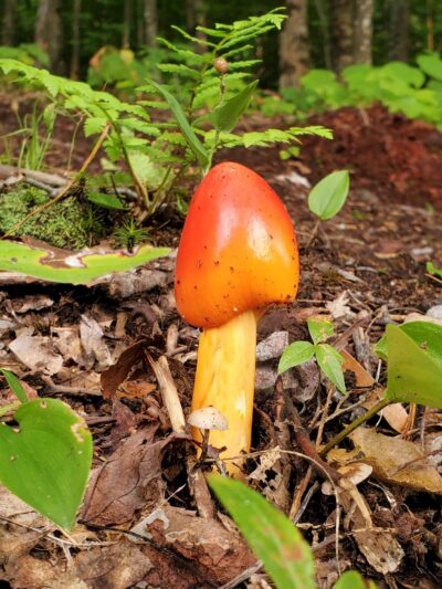 Bass Park - Wilton, ME