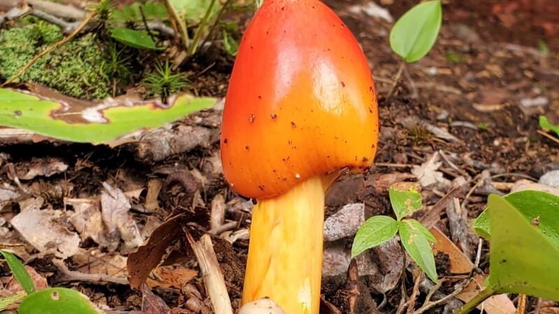 Bass Park - Wilton, ME