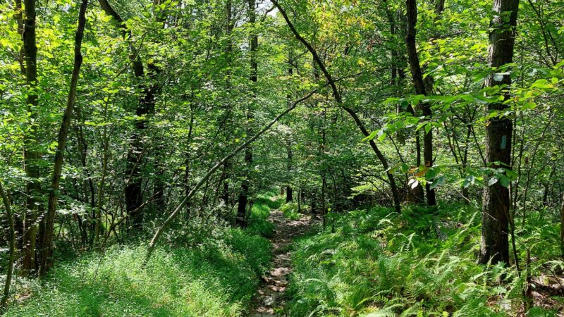 Katellen Trailhead - Wind Gap, PA