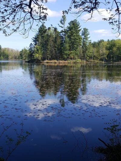 Allanach-Wolf Woodlands - Windham, CT