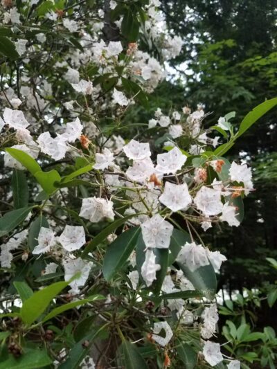 Allanach-Wolf Woodlands - Windham, CT