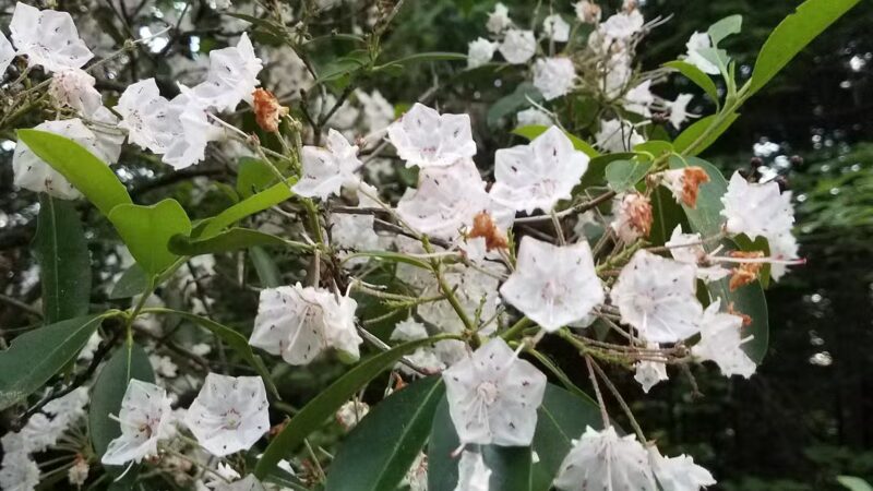 Allanach-Wolf Woodlands - Windham, CT