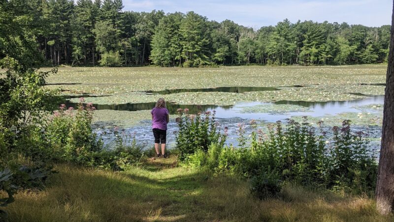 Allanach-Wolf Woodlands - Windham, CT
