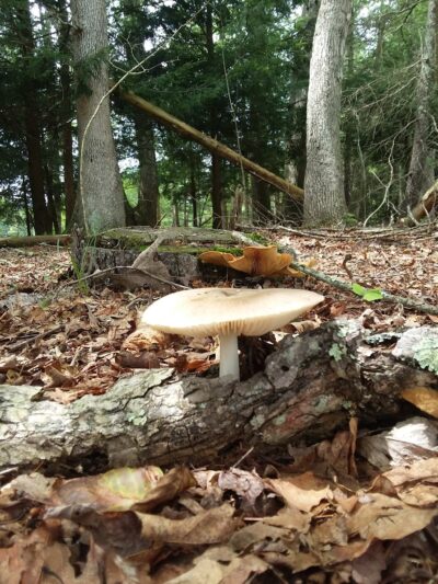 Lake Marie - Windham, CT