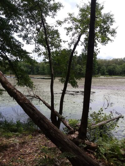 Lake Marie - Windham, CT