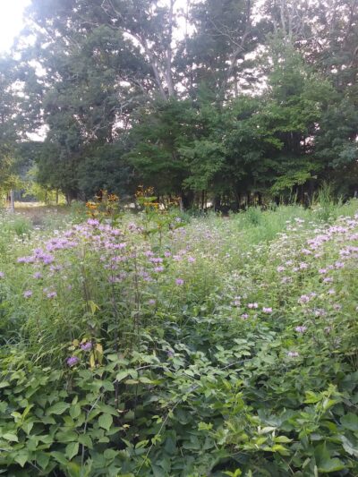 Lake Marie - Windham, CT