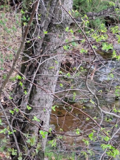 The Windham Path - Windham, NY