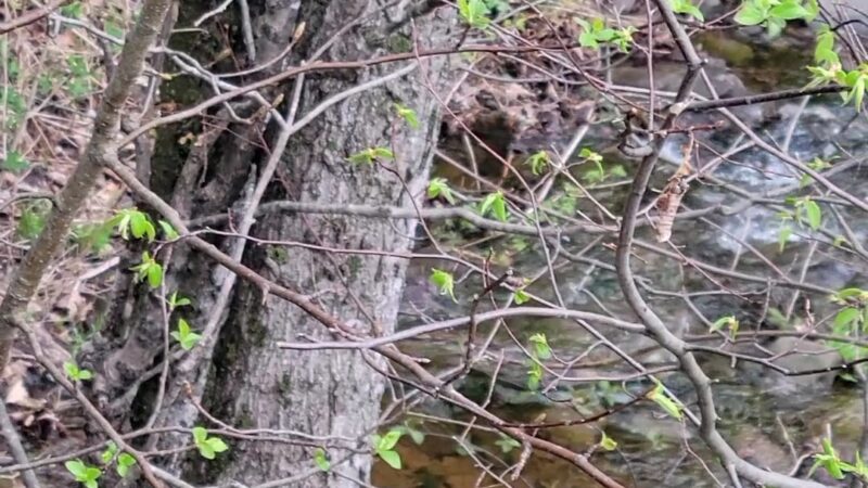 The Windham Path - Windham, NY