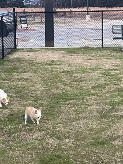 Dog Park at Love's Travel Stops - Winona, TX