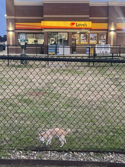 Dog Park at Love's Travel Stops - Winona, TX