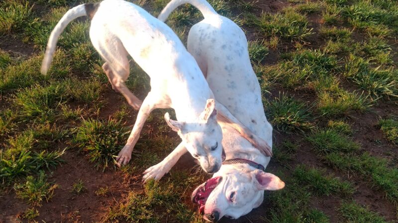 Meadowlark Dog Run - Winston-Salem, NC