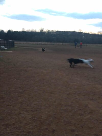 Meadowlark Dog Run - Winston-Salem, NC