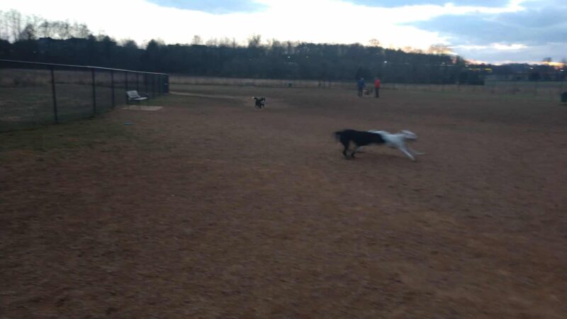 Meadowlark Dog Run - Winston-Salem, NC