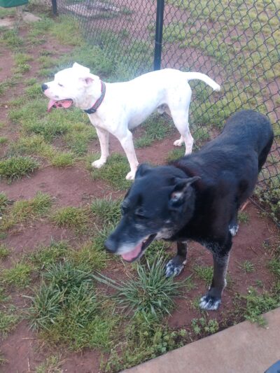 Meadowlark Dog Run - Winston-Salem, NC