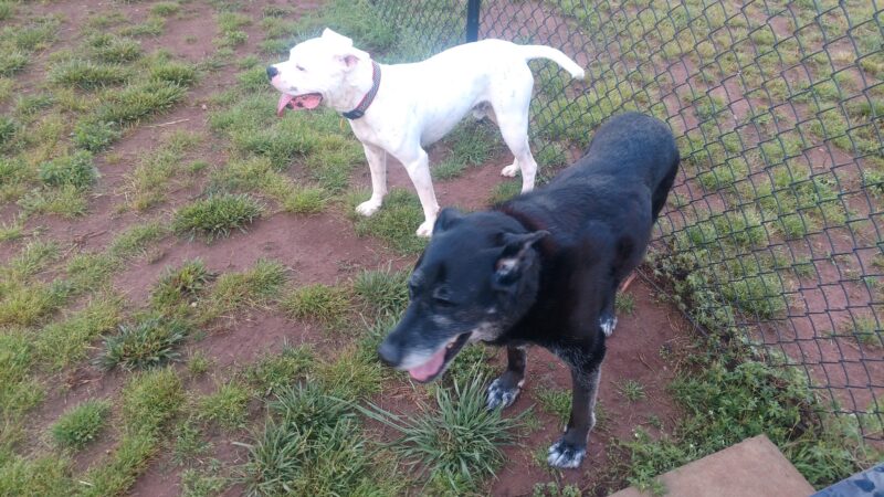 Meadowlark Dog Run - Winston-Salem, NC