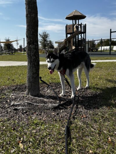 Winterhaven/Lake Wales Dog Park - Winter Haven, FL