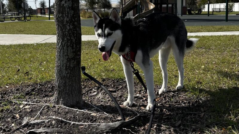 Winterhaven/Lake Wales Dog Park - Winter Haven, FL