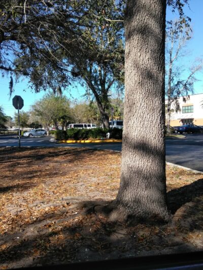 Goldenrod Park - Winter Park, FL