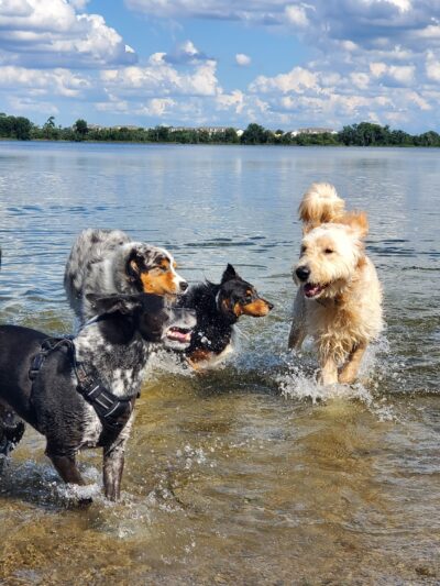 Lake Baldwin dog Park - Winter Park, FL