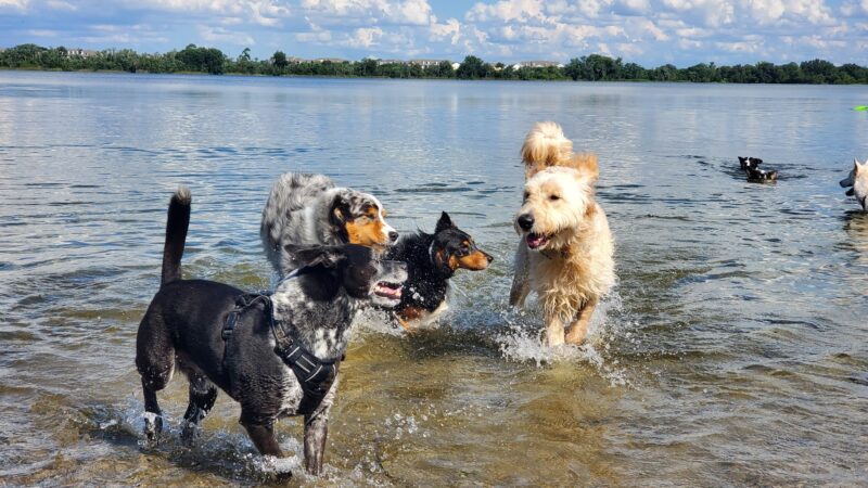 Lake Baldwin dog Park - Winter Park, FL