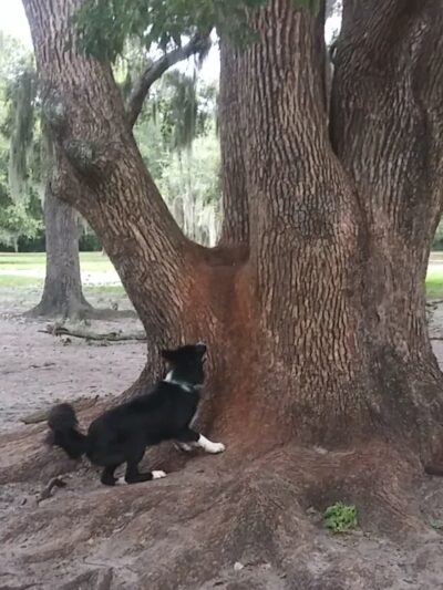 Lake Baldwin dog Park - Winter Park, FL